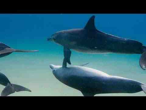 Dolphins - trailer 1