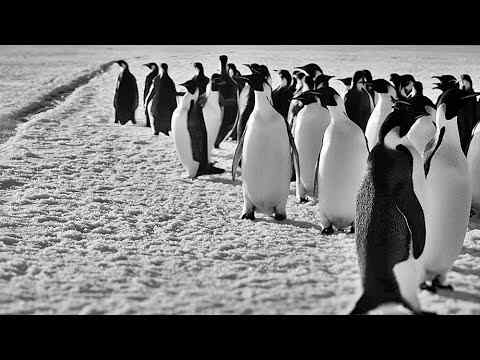 Rückkehr zum Land der Pinguine - trailer