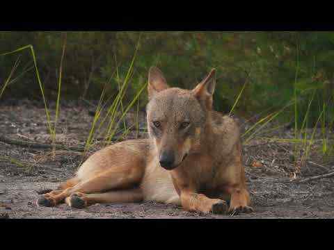 Im Land der Wölfe - trailer 1