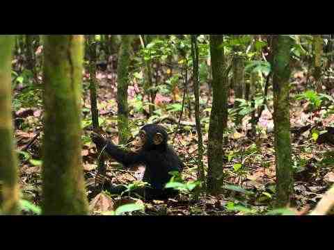 Schimpansen - trailer 1