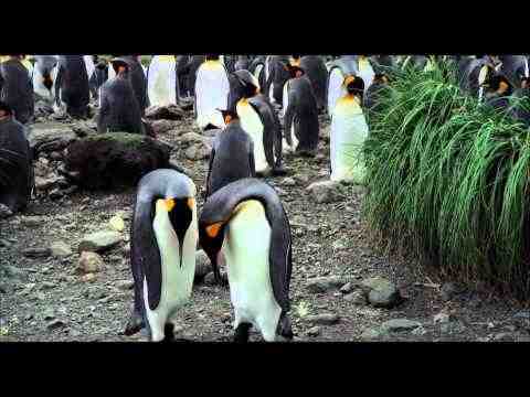 The Penguin King 3D - trailer